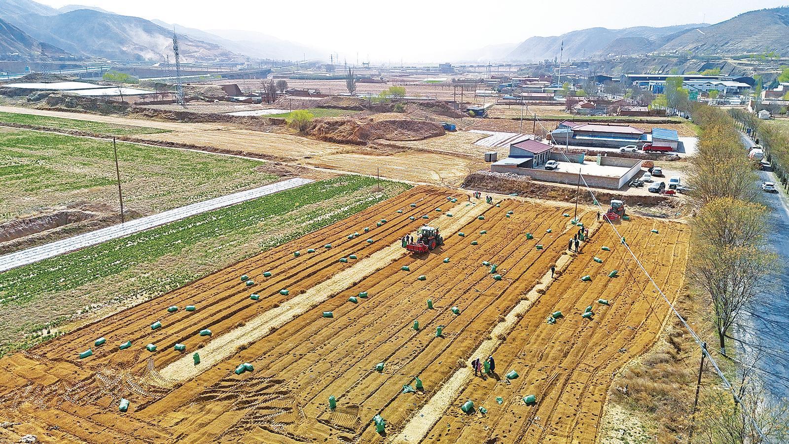 津環(huán)攜手藥香濃 沃野鋪就振興路