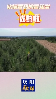 軟糯香甜的香蕉梨成熟了