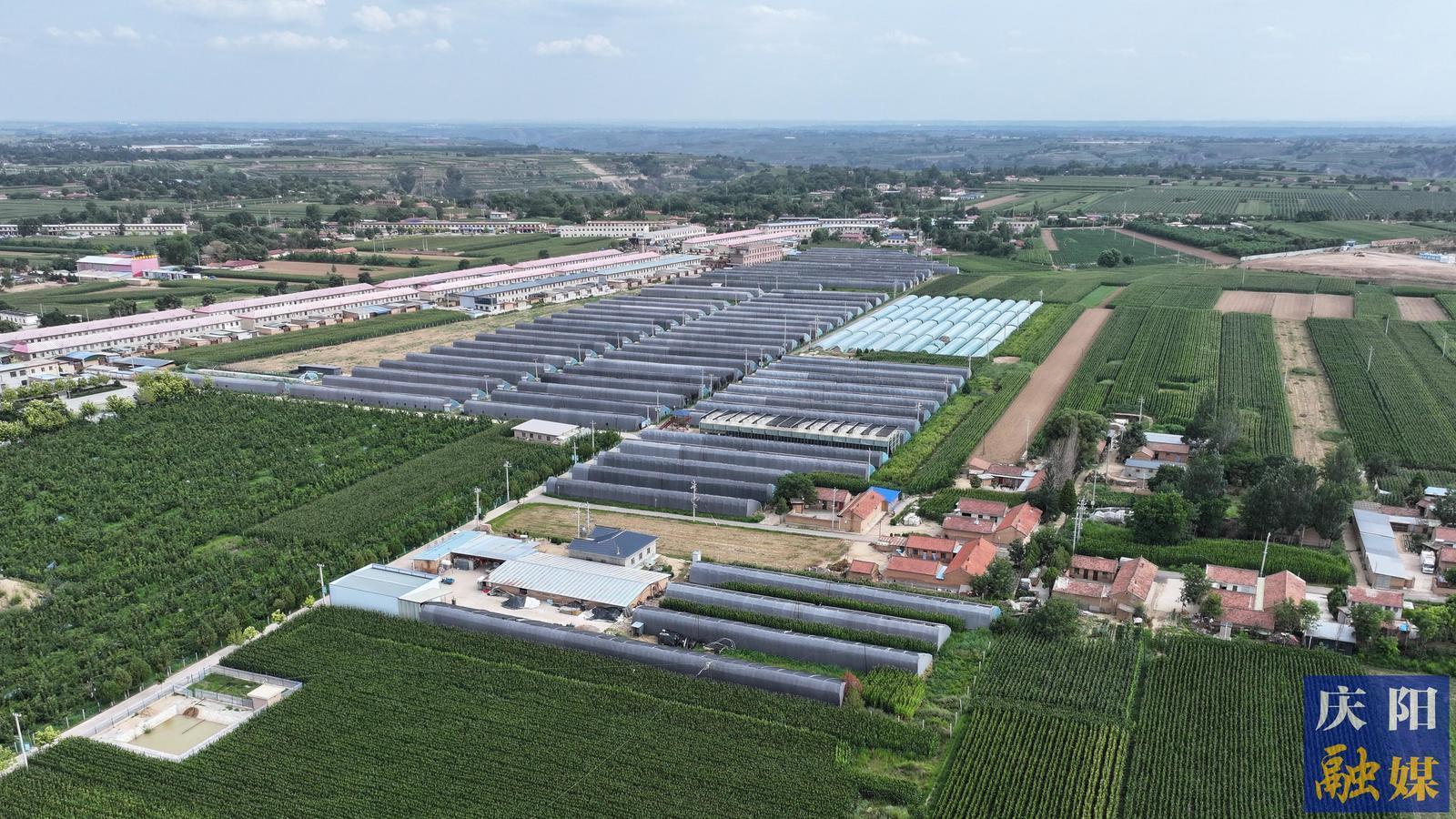 “籃”動(dòng)平泉新鄉(xiāng)景︱平泉鎮(zhèn)馬洼村：菌菜輪作顯效益繪就鄉(xiāng)村新圖景