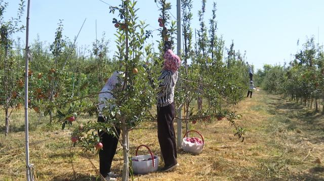【鄉(xiāng)村行看振興】合水縣何家畔鎮(zhèn)：魯麗蘋(píng)果搶“鮮”上市 “鐵桿莊稼”助農(nóng)增收
