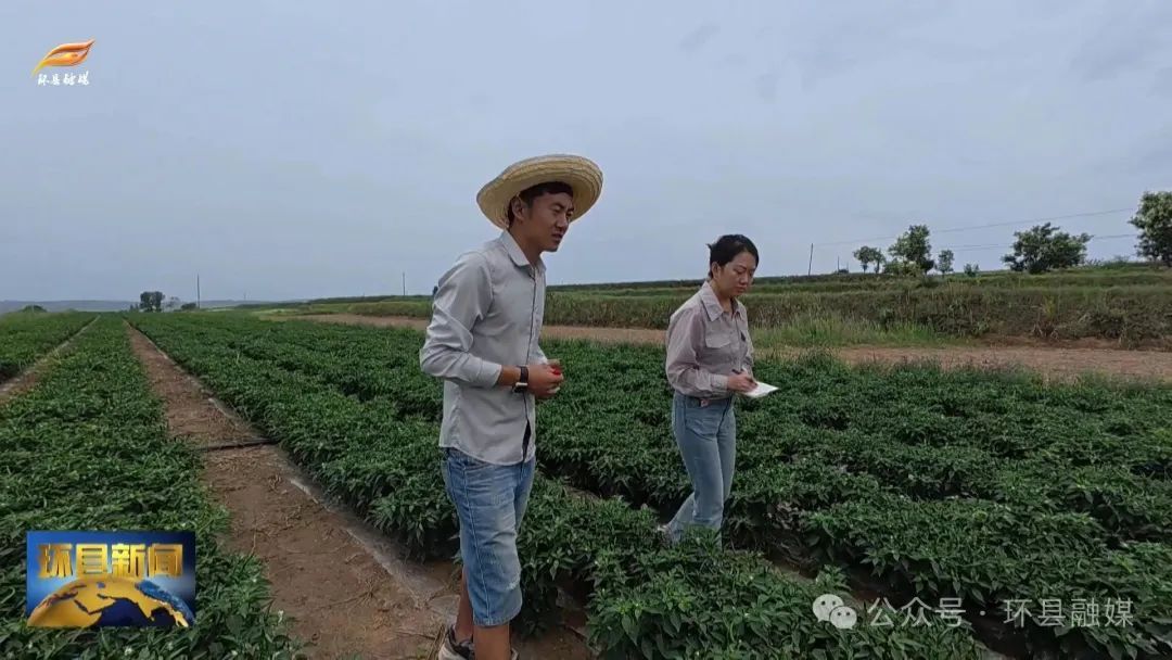 環(huán)縣洪德鎮(zhèn)：小辣椒“映紅”致富路 中藥材“種出”好“錢景”