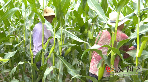 【全面推進鄉(xiāng)村振興 加快農(nóng)業(yè)農(nóng)村現(xiàn)代化】合水：科技賦能甜糯玉米 產(chǎn)業(yè)興旺百姓增收