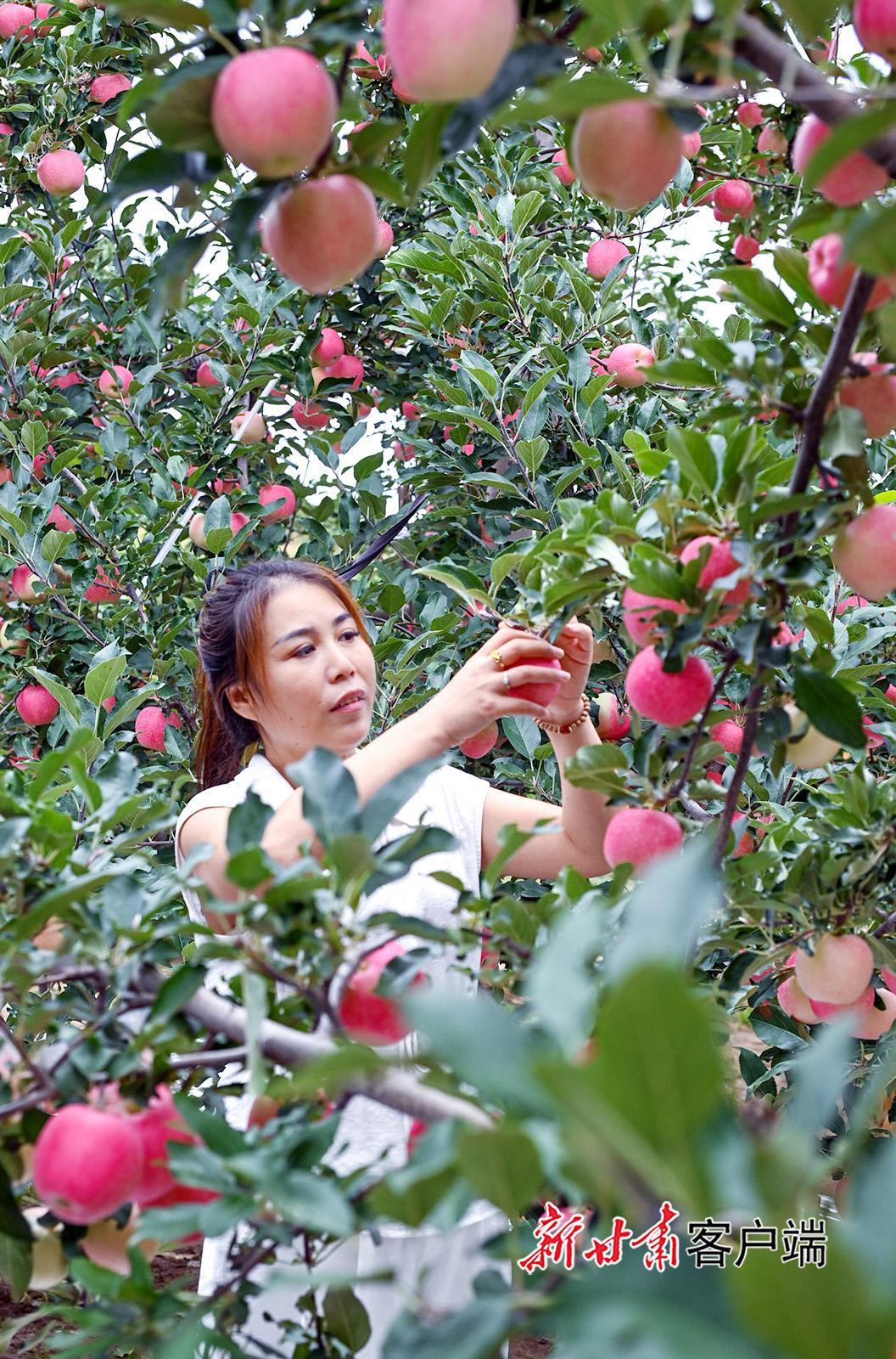 正寧縣湫頭鎮(zhèn)：嘎啦蘋(píng)果搶鮮上市