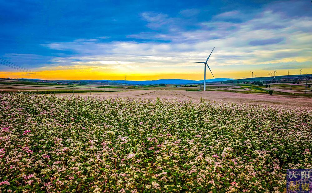 【攝影報(bào)道】環(huán)縣：45萬(wàn)畝蕎麥進(jìn)入盛花期
