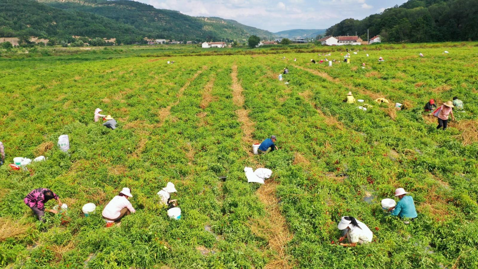 寧縣湘樂(lè)鎮(zhèn)：黨建強(qiáng)引領(lǐng)產(chǎn)業(yè)紅 小辣椒助力鄉(xiāng)村興