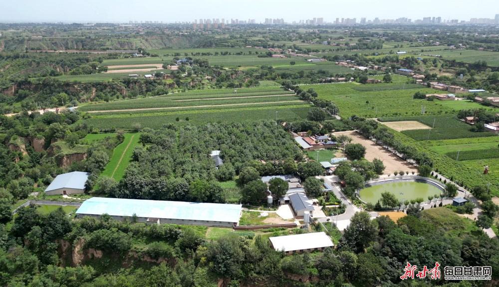 【圖片故事】樹上核桃樹下雞 西峰后官寨鎮(zhèn)帥堡村生態(tài)循環(huán)農(nóng)業(yè)亮點(diǎn)多