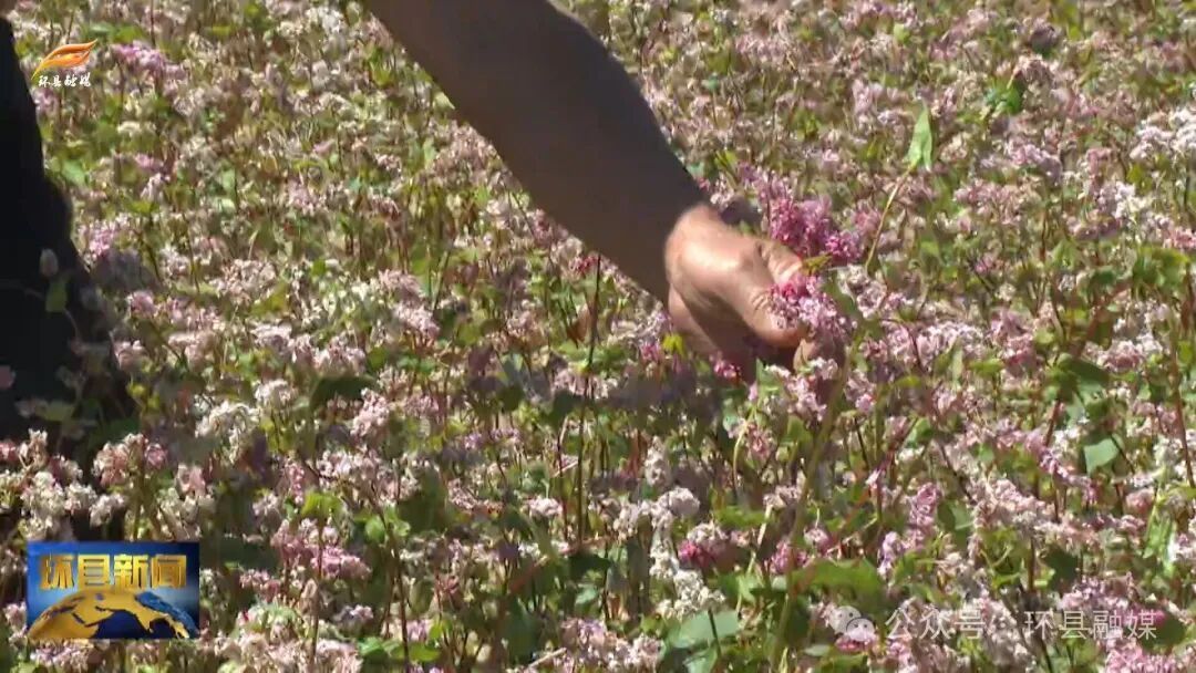環(huán)縣毛井鎮(zhèn)：沃野披綠繪“豐”景 特色產(chǎn)業(yè)勢(shì)頭旺