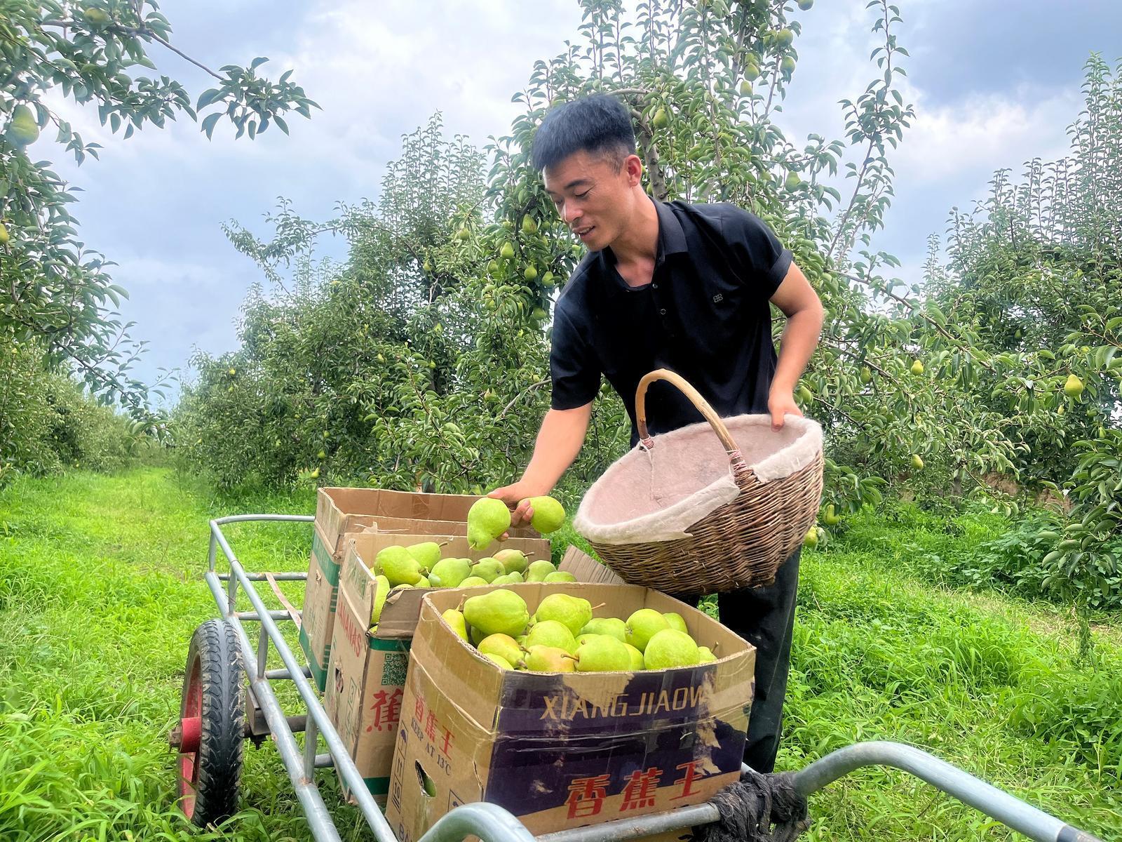 甘肅西峰區(qū)陳戶村：秋日采摘忙 梨香引客來