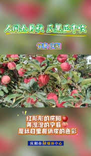 金秋九月，果香滿園。慶陽的田野間滿是動人的秋日‘豐’景畫。這是一年辛勤勞作的答案，也是大自然最慷慨的饋贈。歡迎來慶陽品嘗秋味，收獲美好！