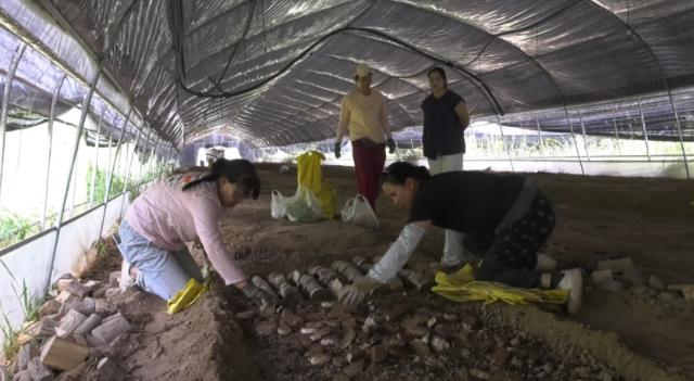 【鄉(xiāng)村行 看振興】合水：中藥材種植富民生 鄉(xiāng)村振興藥香濃