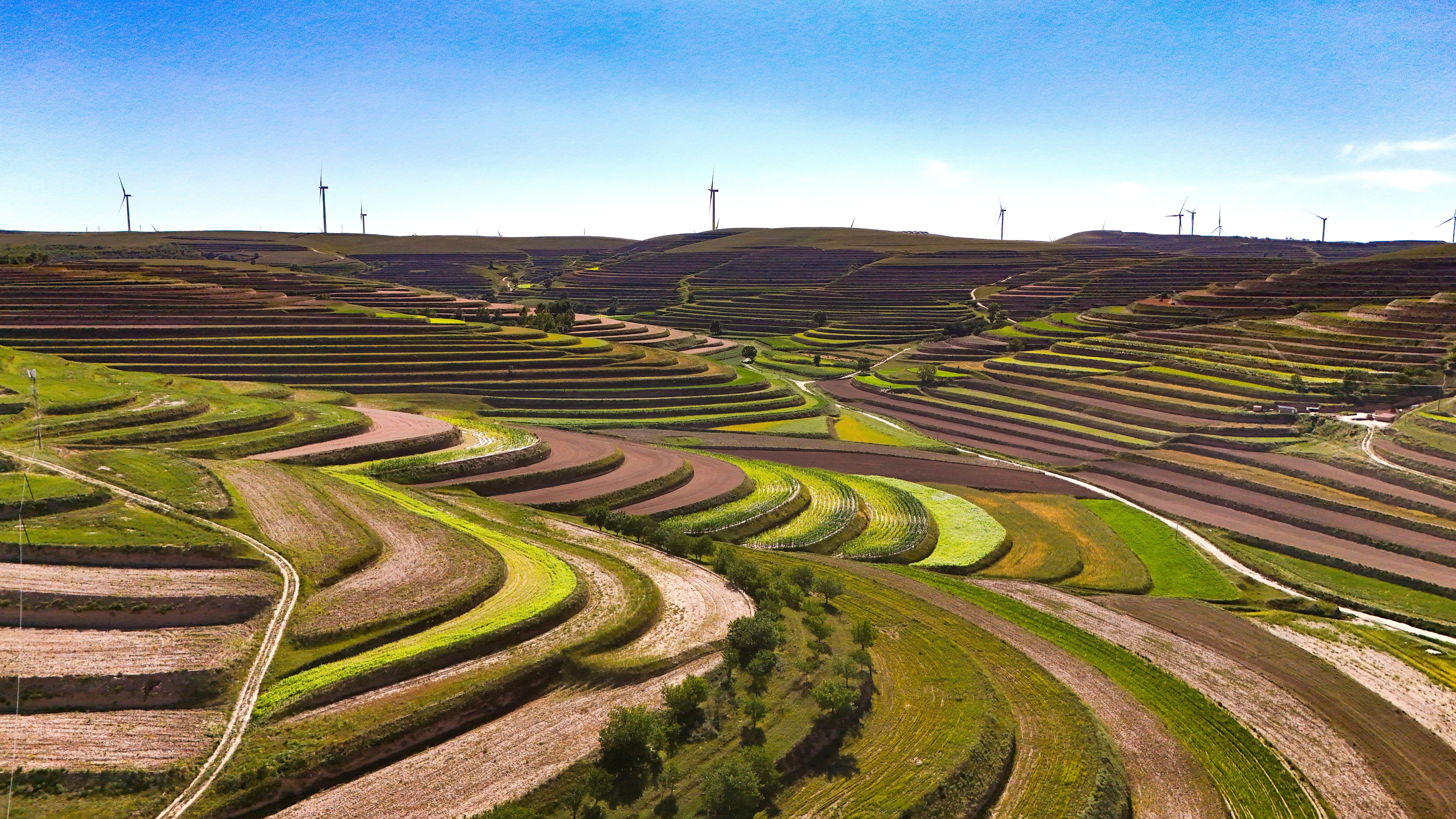 環(huán)縣黃土深處，藥香浮動的秋天