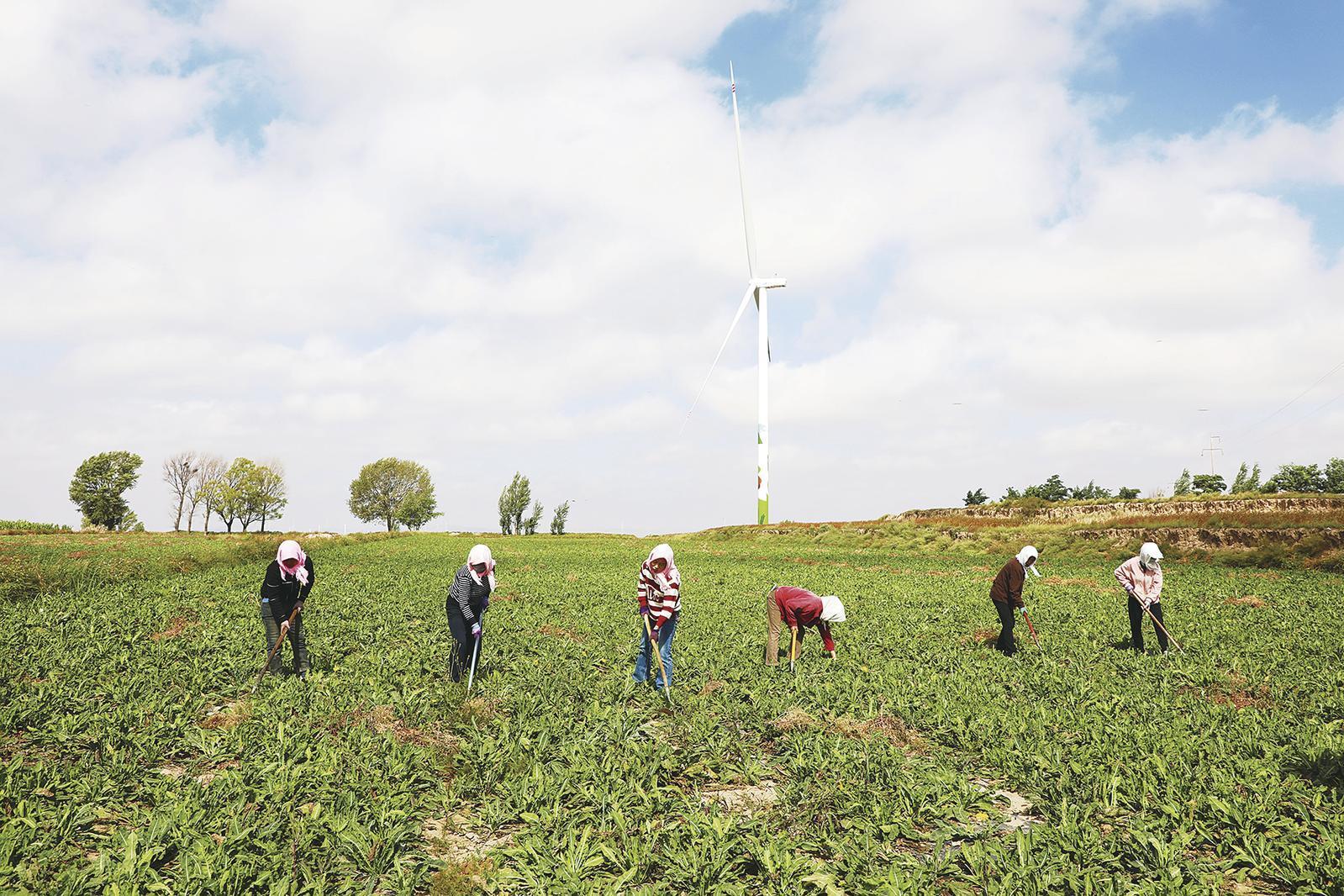 【2025甘肅·慶陽岐黃文化論壇】藥香飄滿富民路——環(huán)縣發(fā)展中藥材產(chǎn)業(yè)助農(nóng)增收