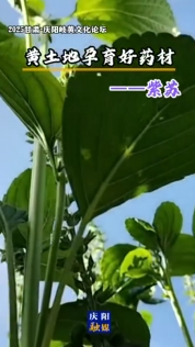 2025甘肅·慶陽岐黃文化論壇 | 黃土地孕育好藥材——紫蘇