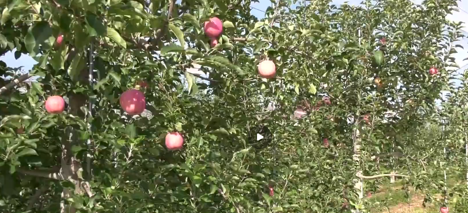 《慶陽(yáng)新聞》2025年9月21日