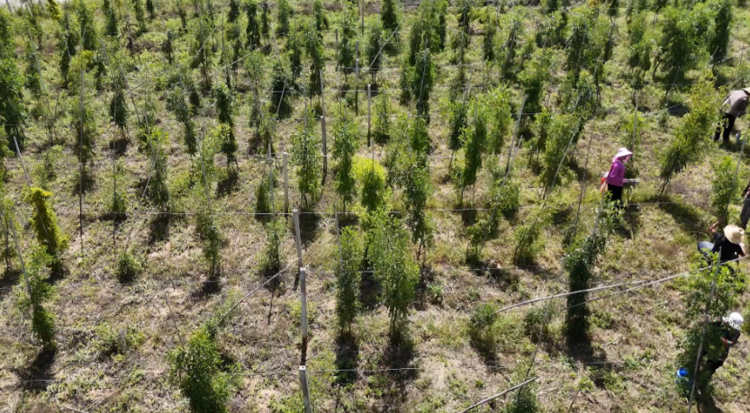 【鄉(xiāng)村行 看振興】合水縣板橋鎮(zhèn)陽洼村：酸棗滿枝迎采收 集體經(jīng)濟添活力