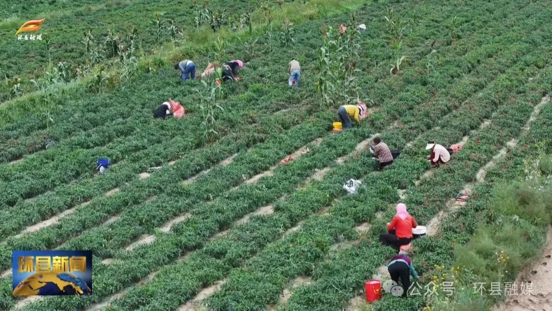 《走基層·看豐收》環(huán)縣：“小辣椒”筑牢“大產(chǎn)業(yè)”