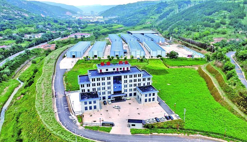 【2025甘肅·慶陽岐黃文化論壇】隴東藥庫綻新枝 道地藥材富鄉(xiāng)民——華池縣中藥材產(chǎn)業(yè)發(fā)展綜述