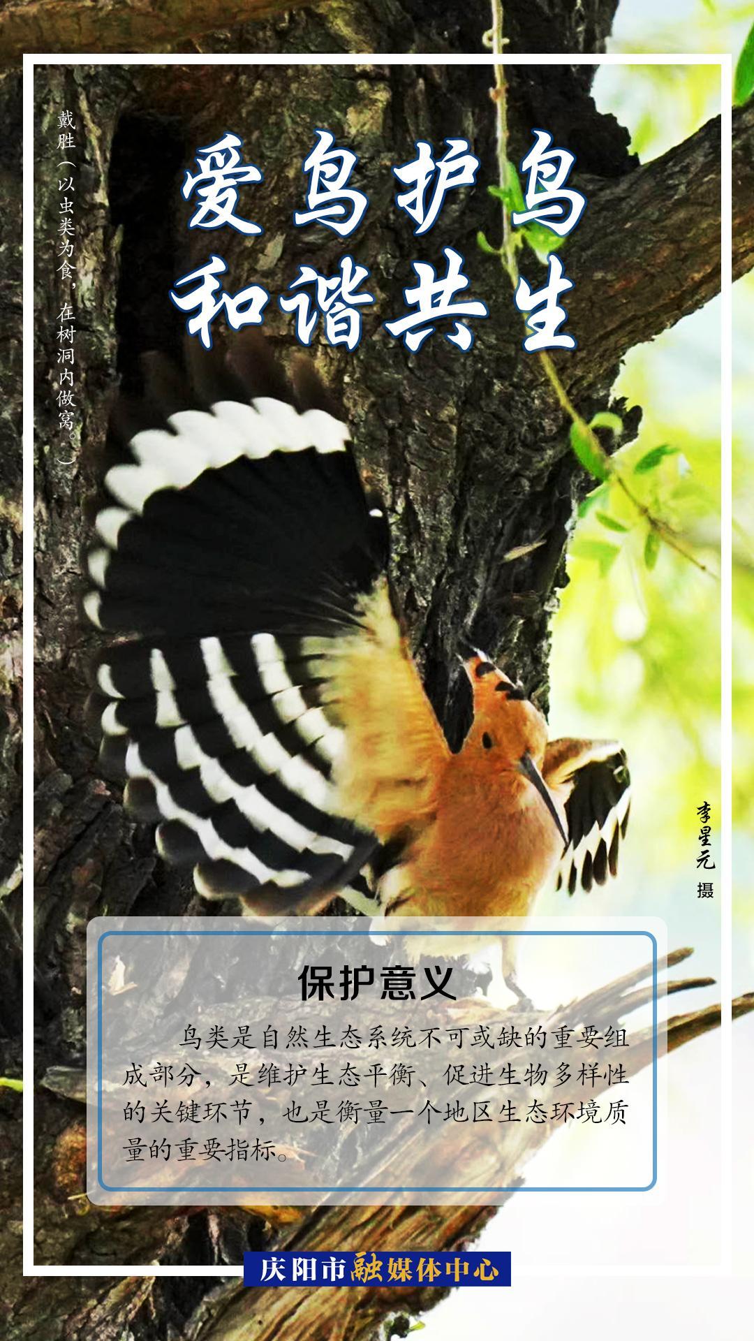 【微海報】愛鳥護(hù)鳥 人鳥和諧