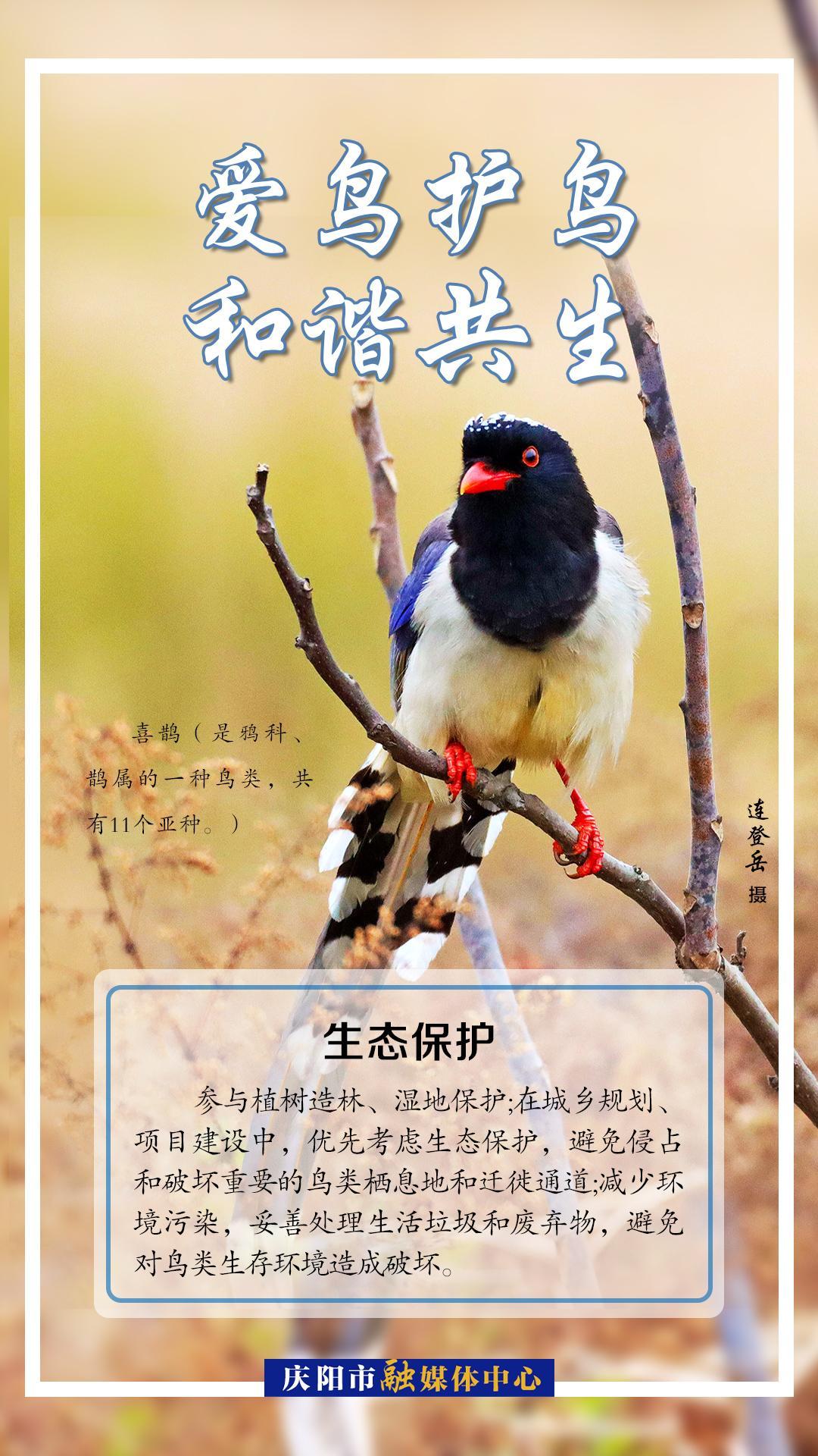 【微海報】愛鳥護(hù)鳥 護(hù)航遷徙