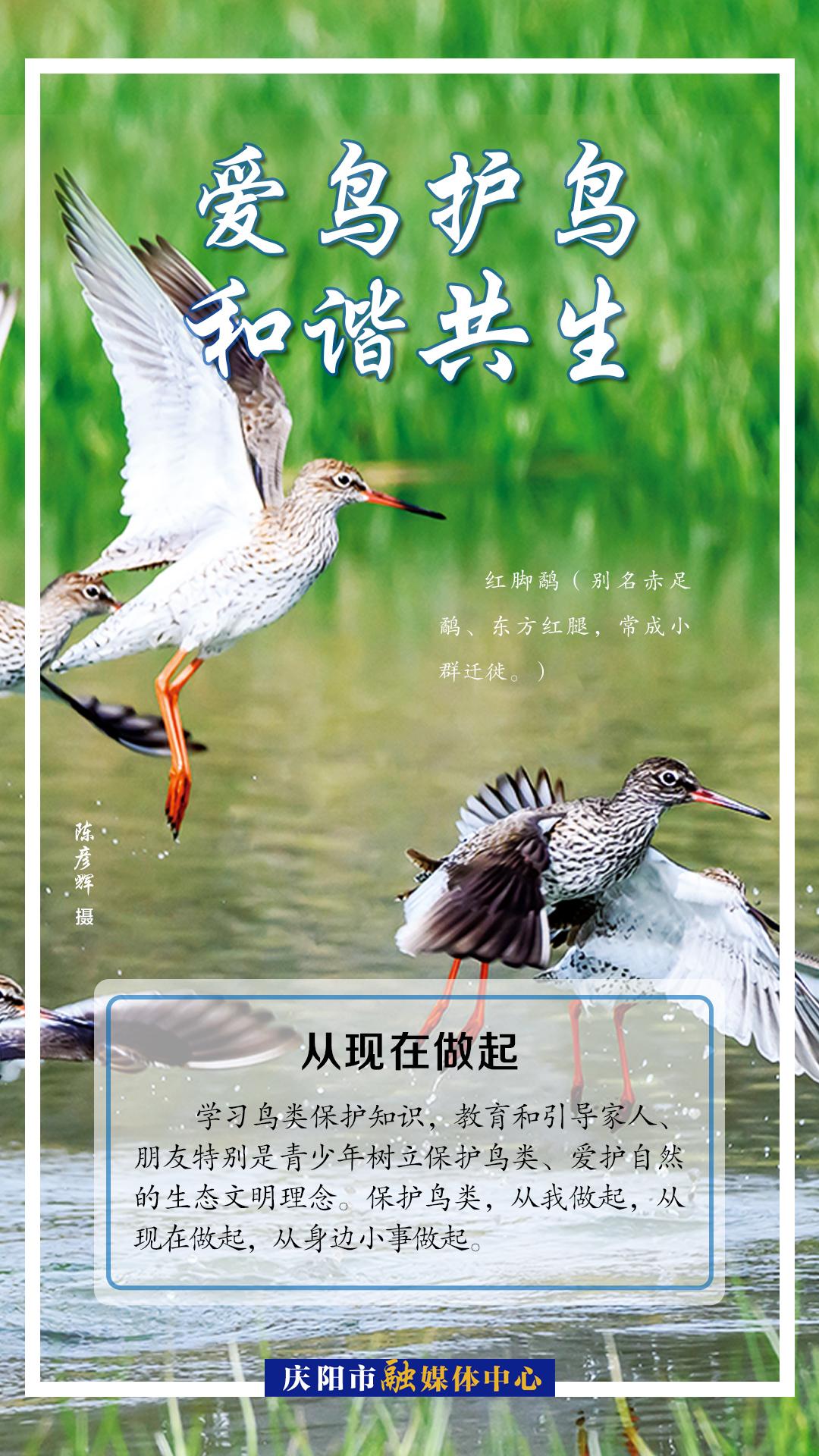 【微海報】愛鳥護(hù)鳥 從現(xiàn)在做起