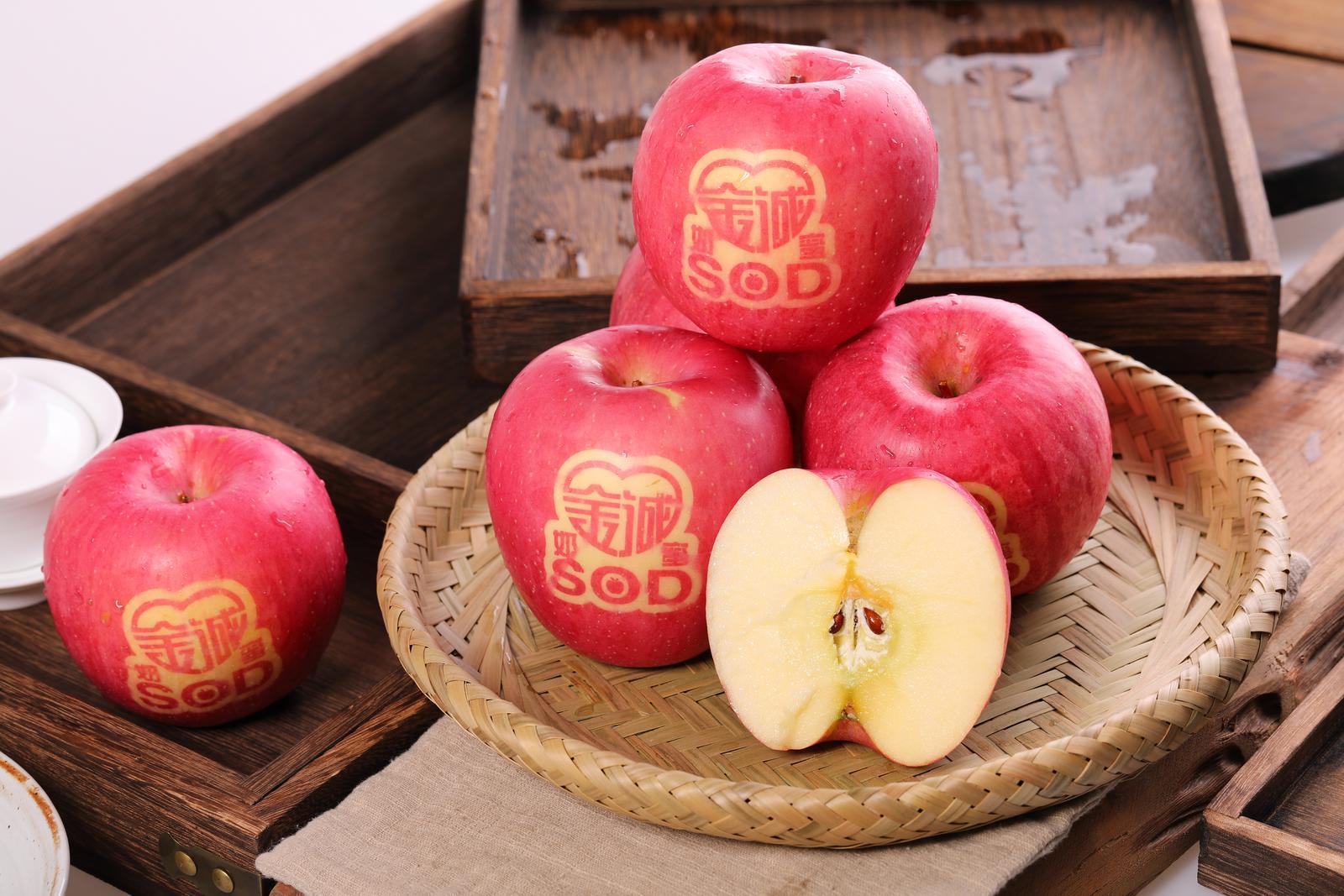 2025中國(guó)蘋(píng)果年會(huì)在慶陽(yáng)丨慶城縣：三維發(fā)力筑根基 蘋(píng)果產(chǎn)業(yè)邁向高質(zhì)量發(fā)展新階段