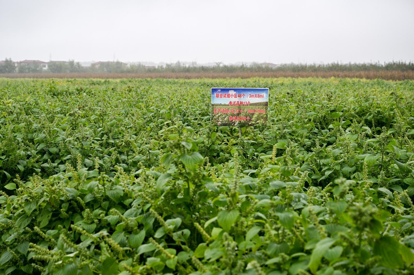 【攝影報(bào)道】甘肅省油料產(chǎn)業(yè)體系紫蘇增產(chǎn)提效技術(shù)觀摩交流會在慶陽舉辦