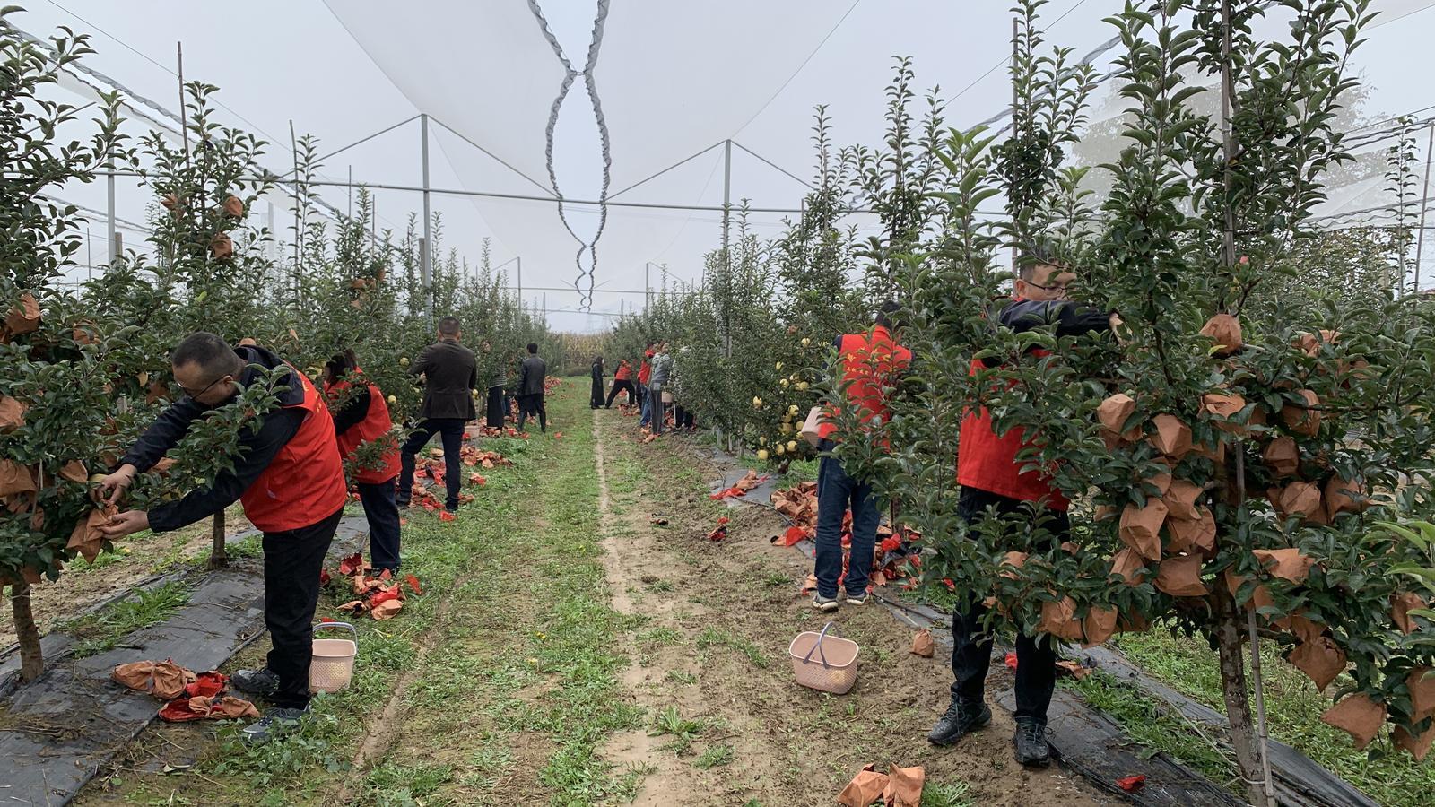 【2025中國(guó)蘋(píng)果年會(huì)在慶陽(yáng)】干群同心齊上陣 助農(nóng)采收解民憂(yōu)——慶城縣驛馬鎮(zhèn)黨員干部深入田間地頭幫助群眾搶收蘋(píng)果