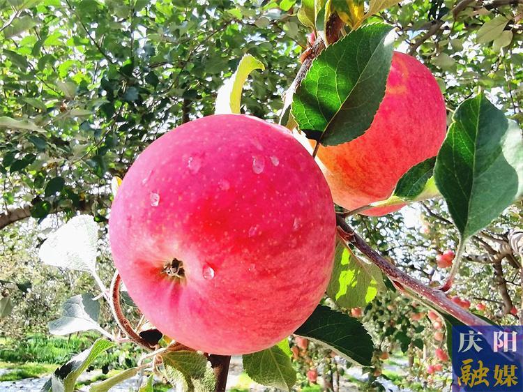 【農(nóng)事提醒】秋收關鍵期需加強田間管理和災害防范