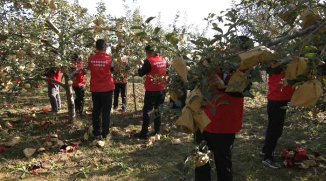 合水縣店子鄉(xiāng)：晴日搶收解民憂 多方聯(lián)動顯擔當