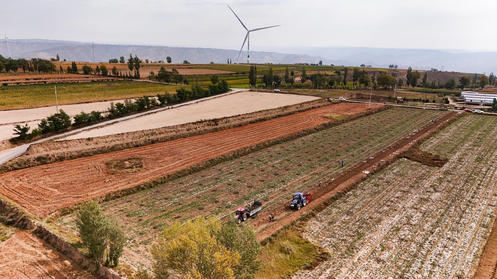 【攝影報(bào)道】環(huán)縣秦團(tuán)莊鄉(xiāng)千畝藥田：板藍(lán)根采挖忙