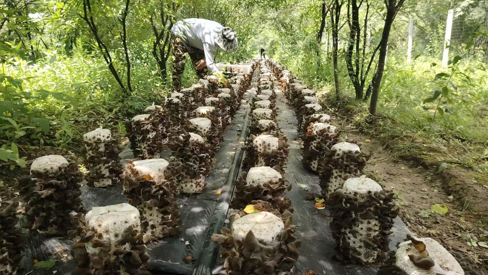 寧縣：黨建引領(lǐng)產(chǎn)業(yè)興 木耳綻放致富花