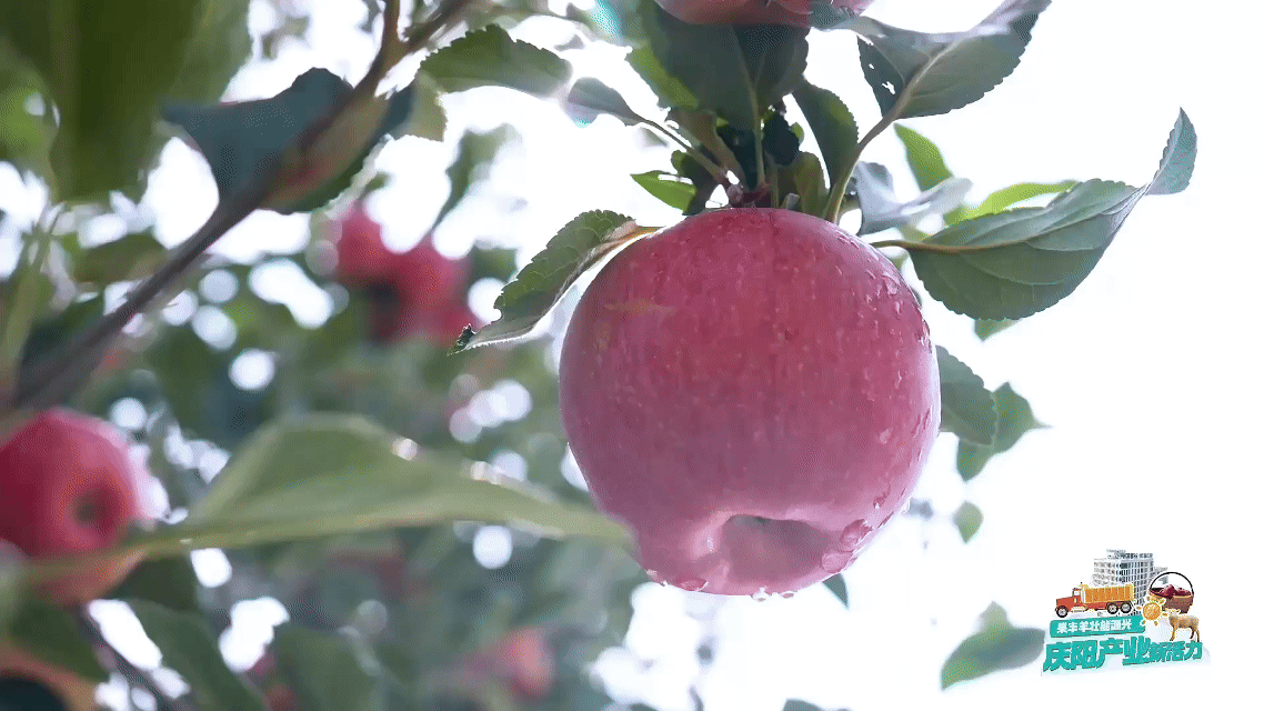 從一顆慶陽(yáng)蘋果的旅程，窺見(jiàn)中國(guó)農(nóng)業(yè)的現(xiàn)代化答卷