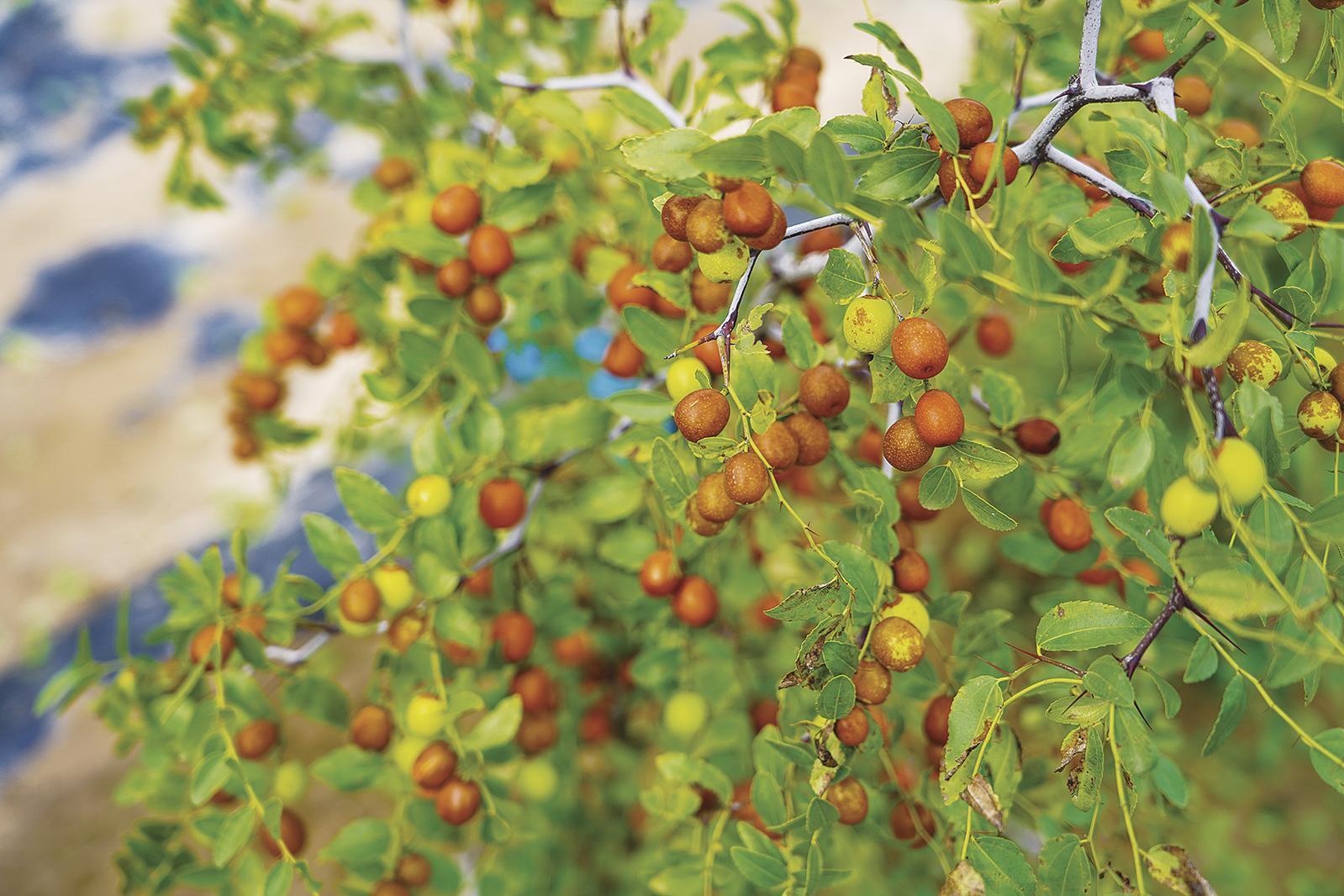 環(huán)縣洪德鎮(zhèn)：酸棗種植讓“荒山地”變“致富田”