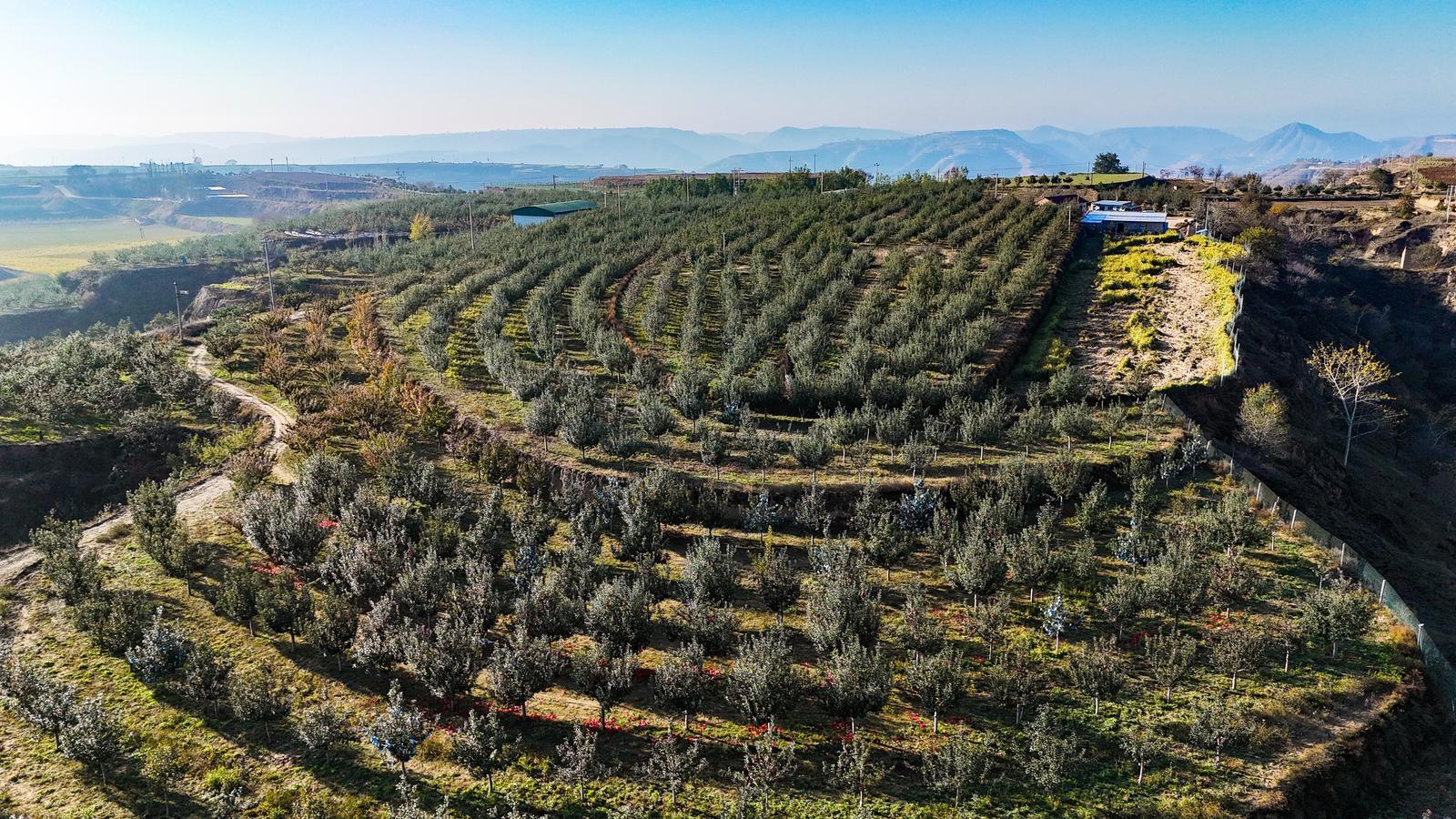 【攝影報(bào)道】環(huán)縣：2萬(wàn)畝山地蘋果采摘忙