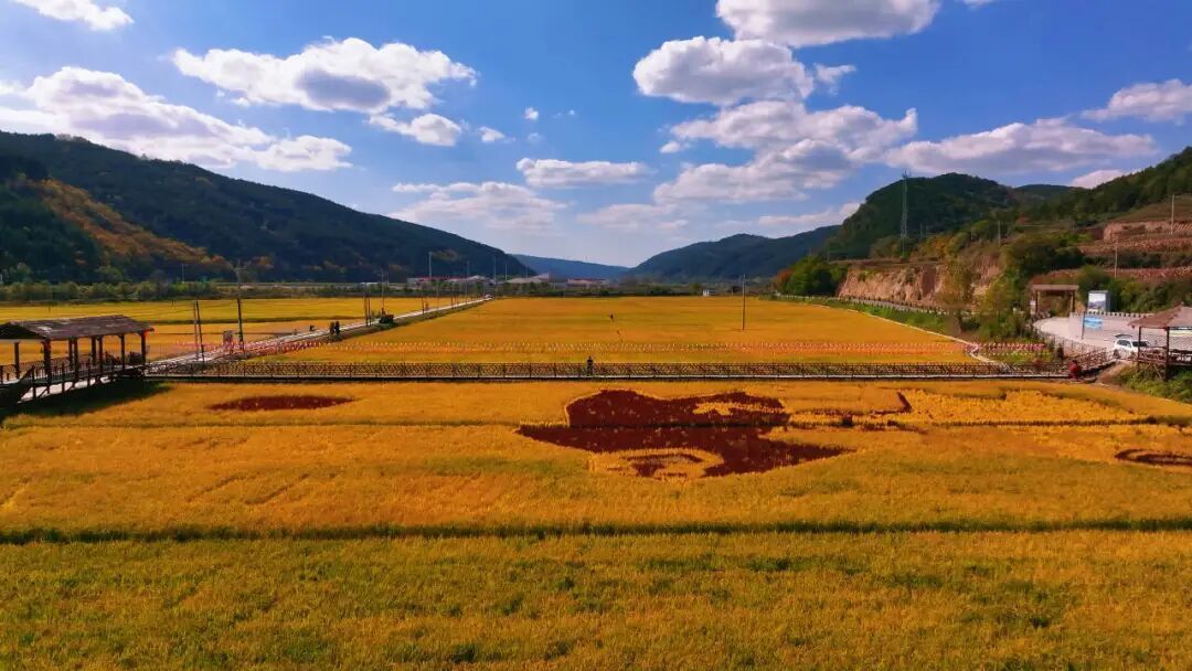 【攝影報(bào)道】隴上江南 豐景如畫 ——合水縣太白鎮(zhèn)千畝水稻喜獲豐收