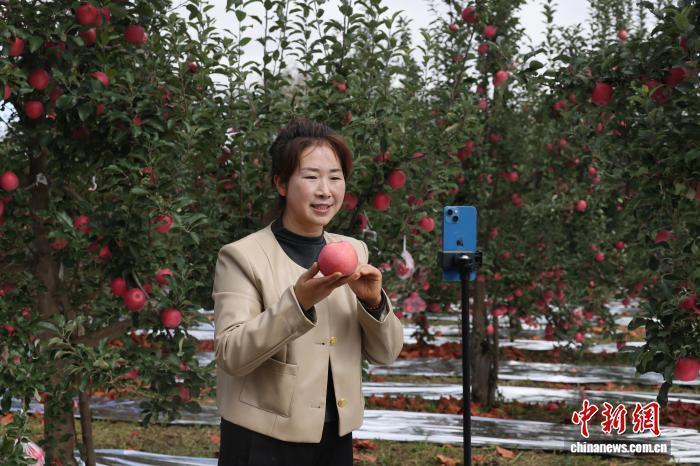 黃土高原蘋果“云”上暢銷 一部手機(jī)賣出數(shù)億元農(nóng)產(chǎn)品