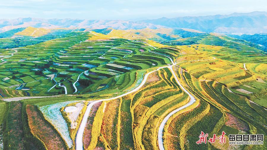 【鄉(xiāng)村·新聚焦】千年藥鄉(xiāng)蝶變 繪就富民畫卷——甘肅省中藥材主產(chǎn)區(qū)進(jìn)入采收加工銷售旺季