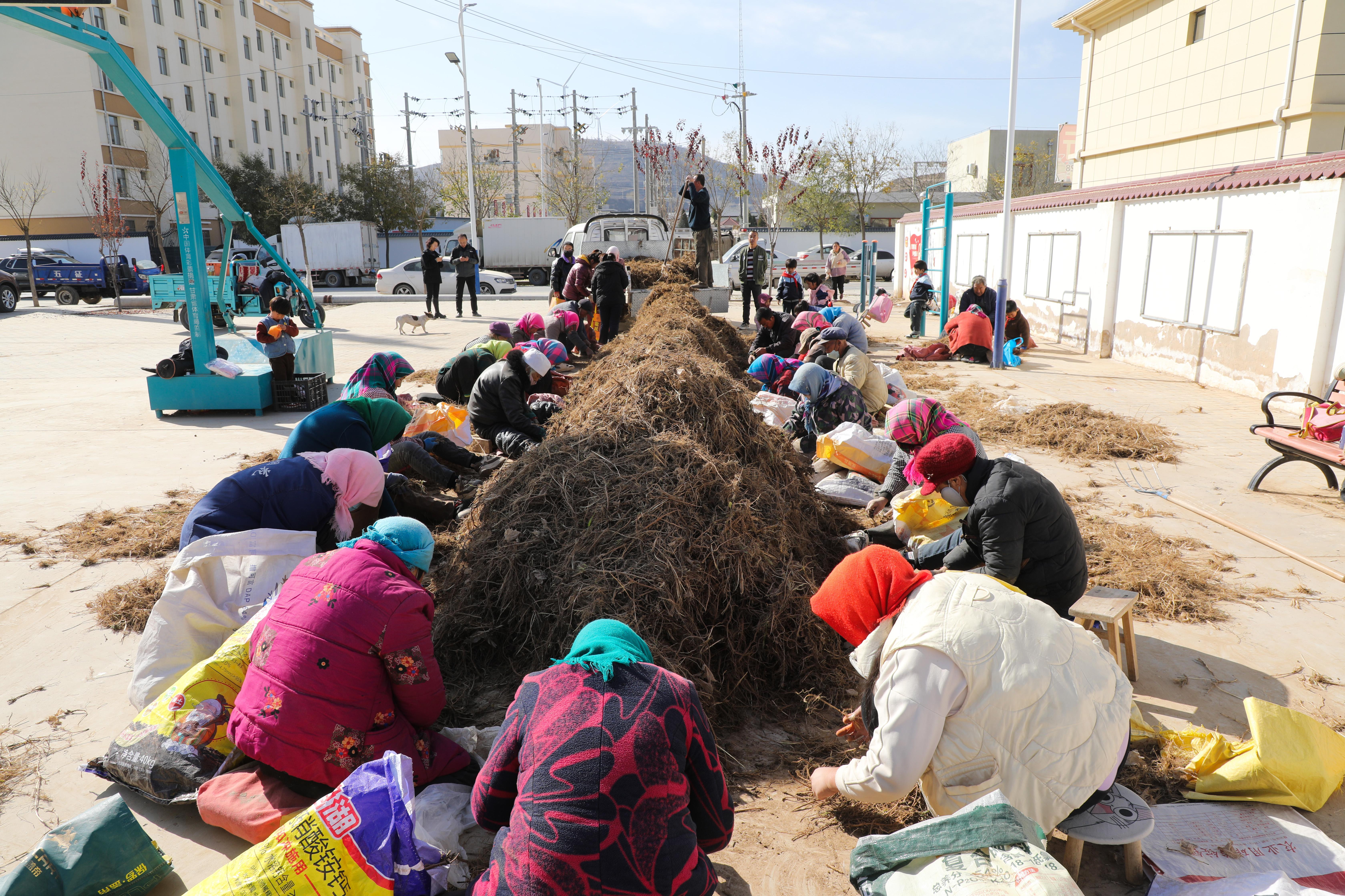 【攝影報(bào)道】環(huán)縣虎洞鎮(zhèn)：柴胡“小藥材”撐起產(chǎn)業(yè)“大天地”