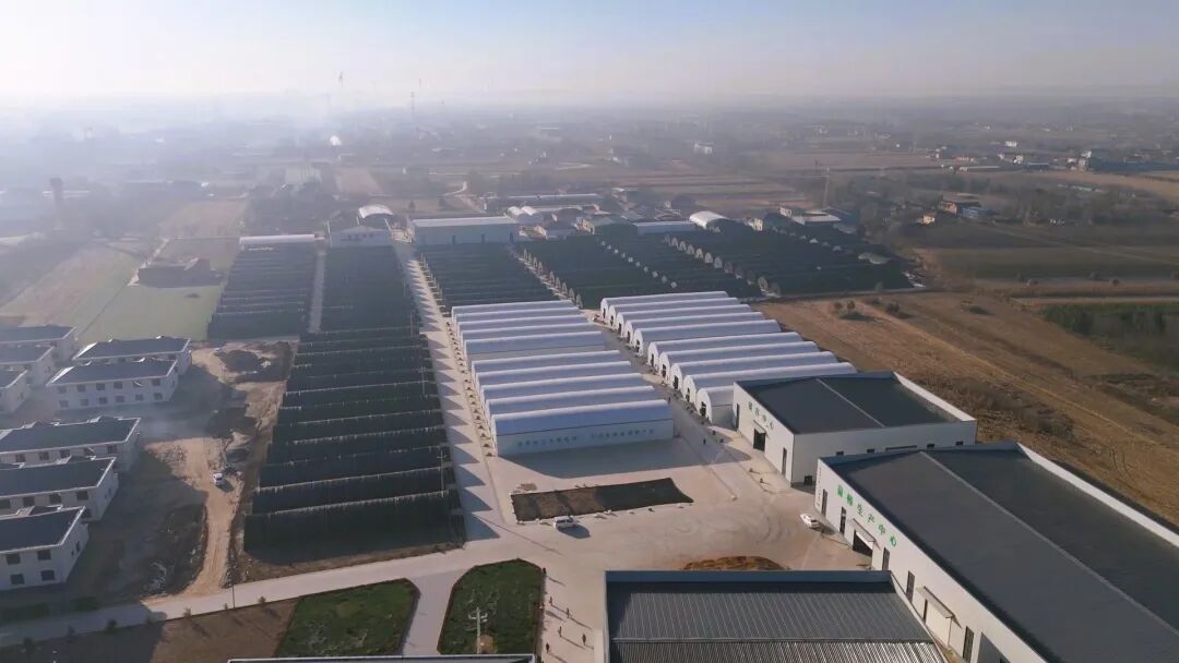 【鄉(xiāng)村行 看振興】后官寨鎮(zhèn)司官寨村：“菌菇輪作”盤(pán)活資源促增收