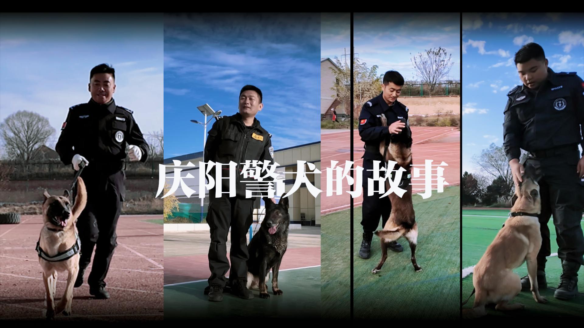 慶陽(yáng)警犬的故事