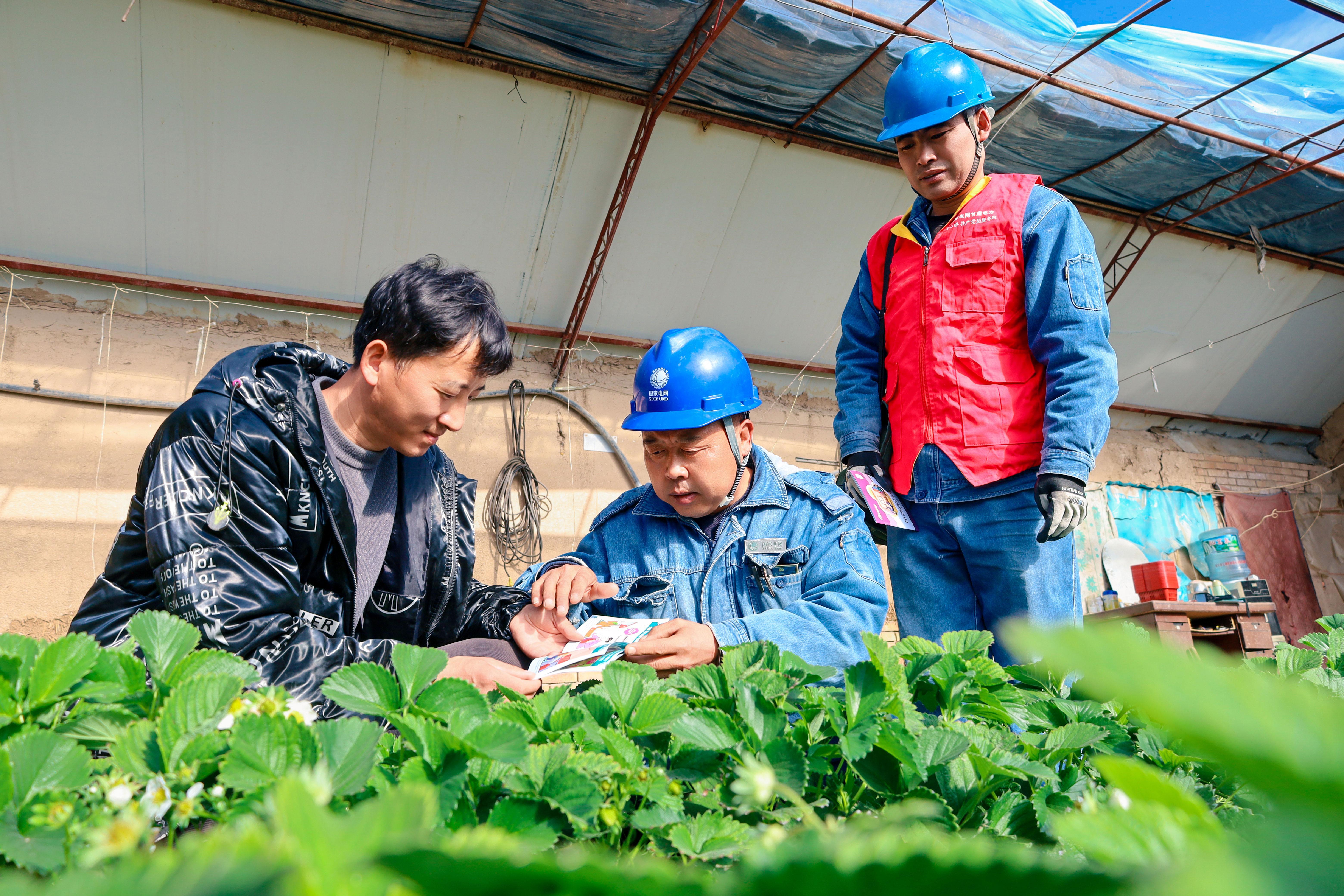 國(guó)網(wǎng)慶城公司：電力賦能 “莓”香四溢繪就增收新圖景