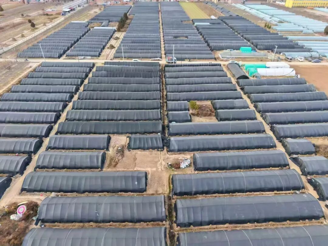 湫頭鎮(zhèn)：黨建賦能產(chǎn)業(yè)“三維破題”解鎖鄉(xiāng)村治理新密碼