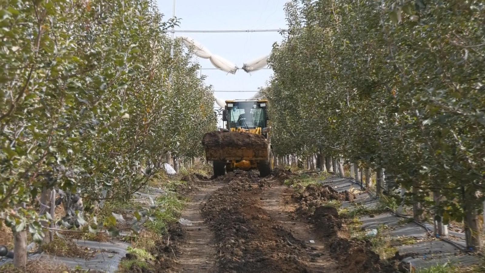 從“產(chǎn)量”到“質(zhì)量”的跨越：看慶城蘋果產(chǎn)業(yè)升級(jí)之路