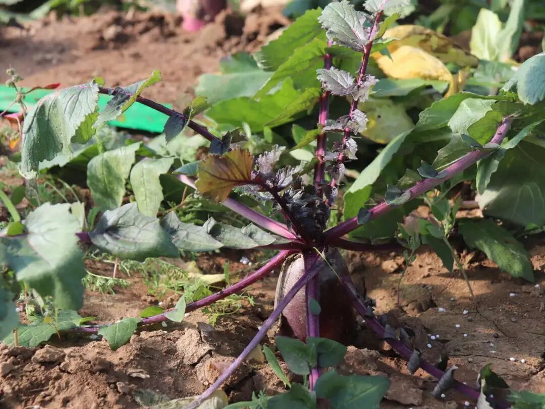 【鄉(xiāng)村行 看振興】顯勝鄉(xiāng)顯勝村：“冰淇淋蘿卜”甜蜜豐收走俏市場