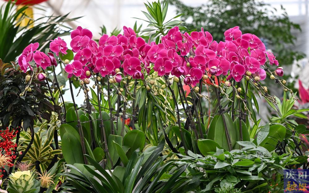 【攝影報(bào)道】西峰區(qū)冬季花卉市場(chǎng)迎來銷售旺季