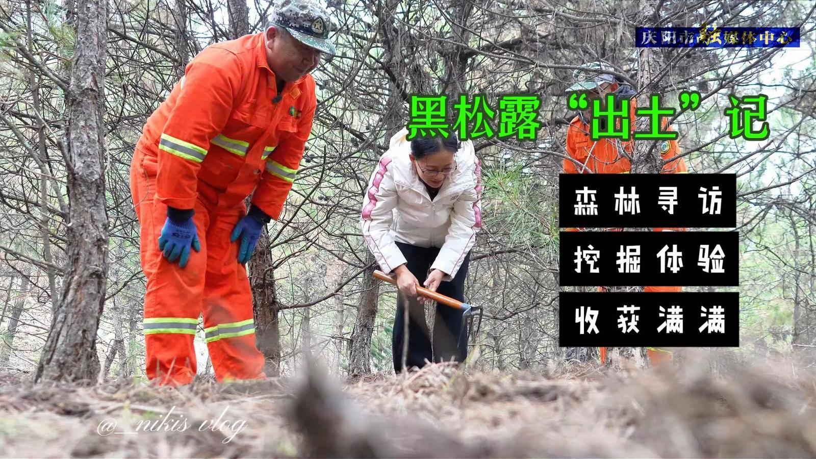 黃土高原刨出了“黑疙瘩”，黑松露成了子午嶺“新名片”