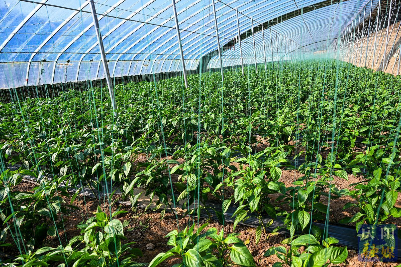 非凡“十四五”奮進(jìn)新慶陽(yáng) | 鎮(zhèn)原縣開(kāi)邊鎮(zhèn)：設(shè)施農(nóng)業(yè)集群發(fā)展 特色產(chǎn)業(yè)賦能鄉(xiāng)村振興