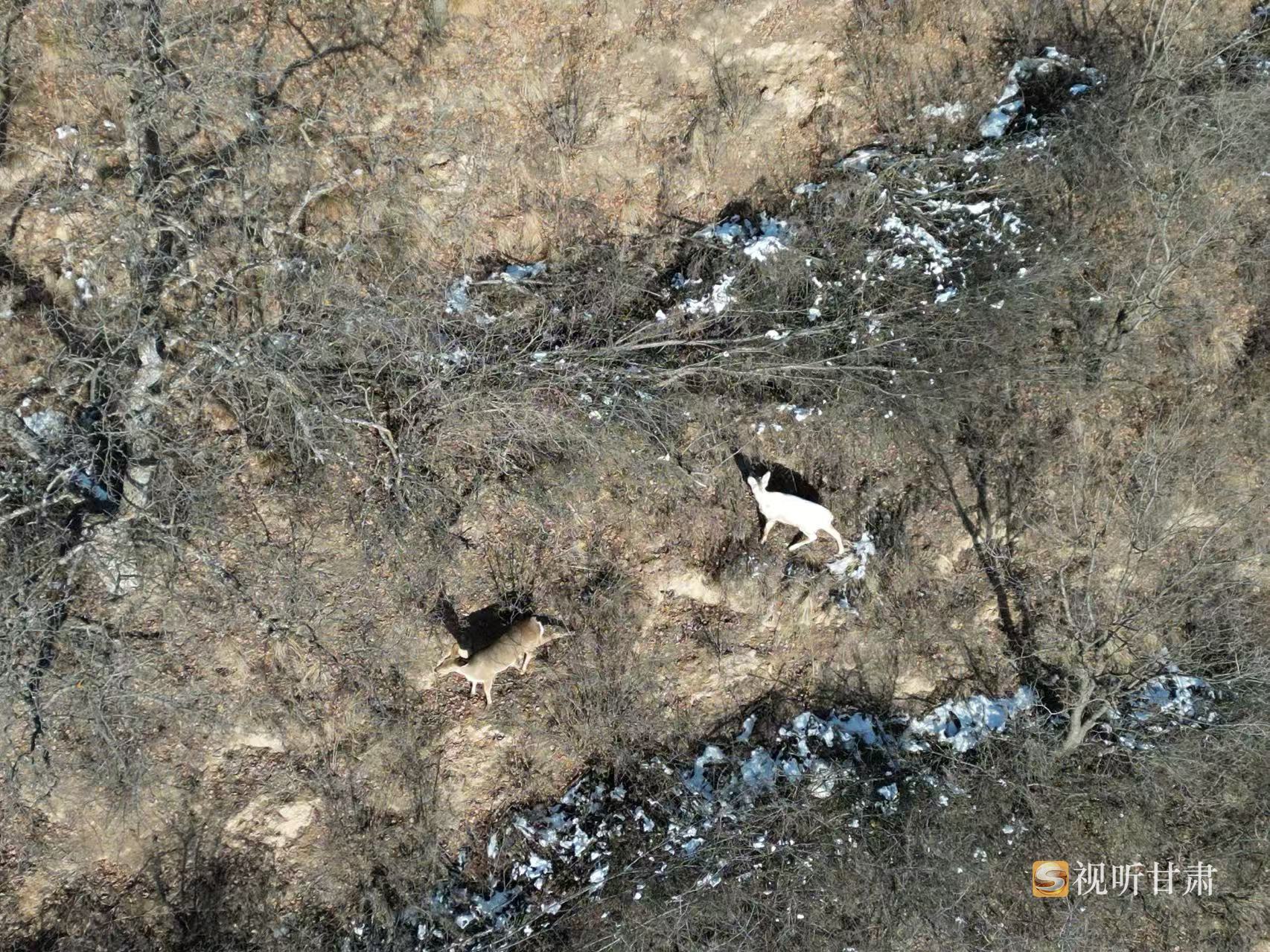 慶陽(yáng)子午嶺林場(chǎng)現(xiàn)罕見(jiàn)白狍蹤跡→
