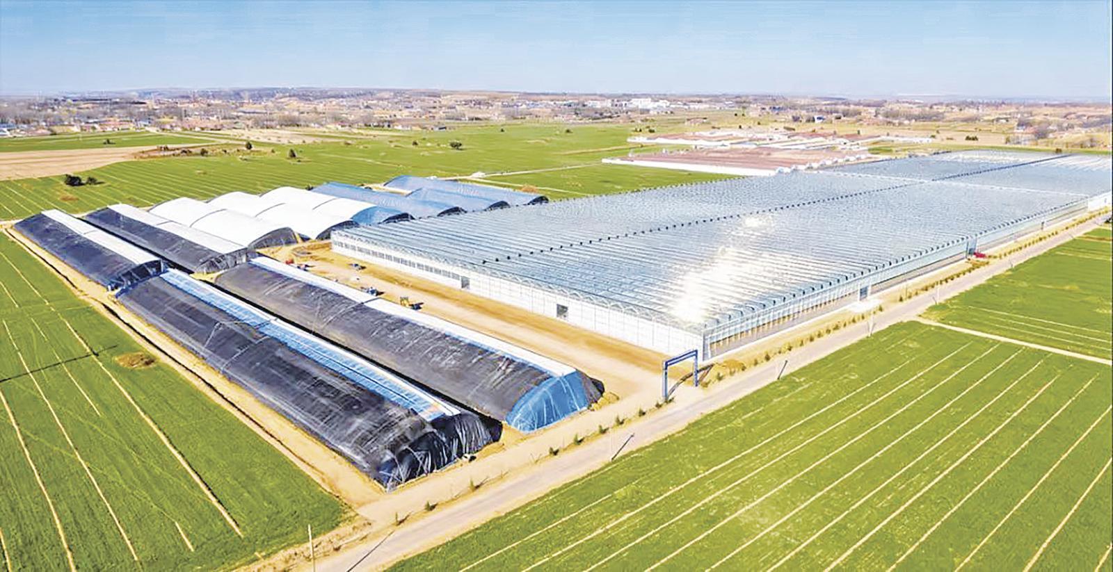 鎮(zhèn)原縣臨涇鎮(zhèn)：多元資金賦能 設(shè)施農(nóng)業(yè)增效