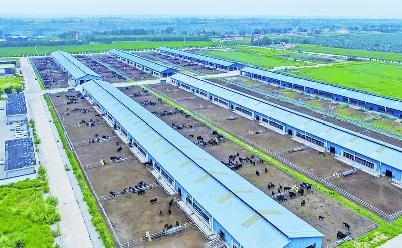 《隴東報(bào)》特刊·鄉(xiāng)村振興︱藥材生金、黃酒飄香......特色產(chǎn)業(yè)釀“幸?！?>

                        <div   id=